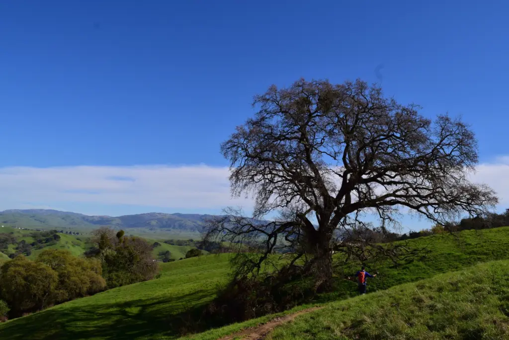 tree on the hill, sunol, ca